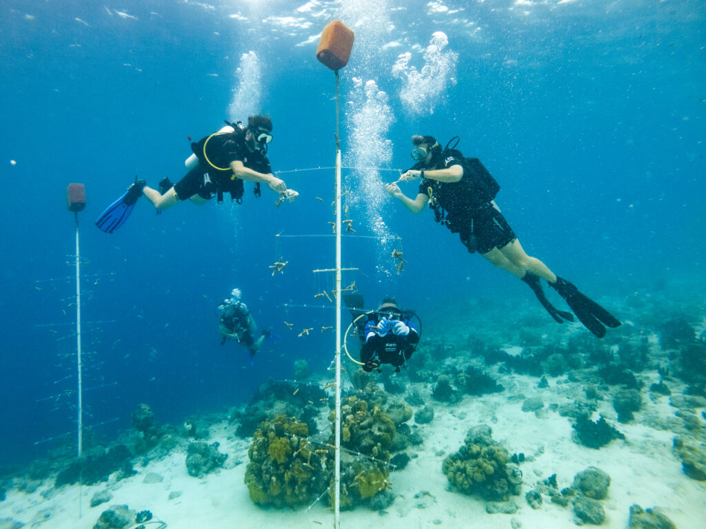 BRANCH Volunteers cleaning our nursery trees