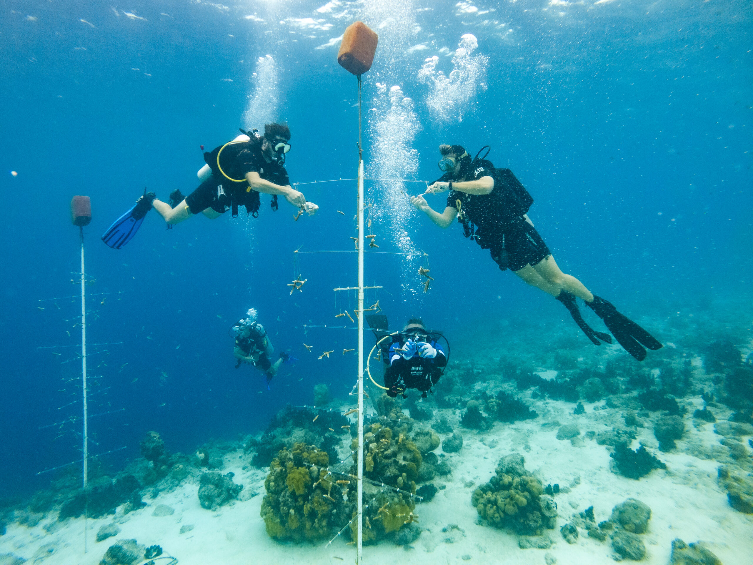 BRANCH Volunteers cleaning our nursery trees