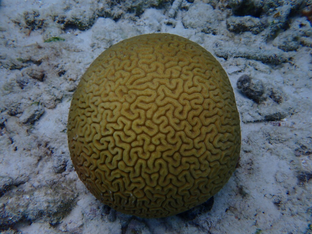 Image of an endangered DLAB Coral by BRANCH Coral Foundation