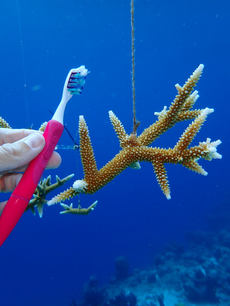 Coral fragment with toothbrush