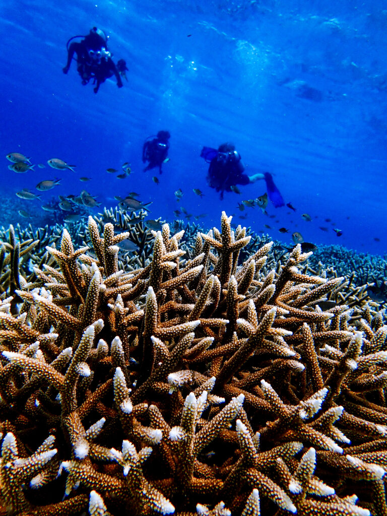 BRANCH Coral Foundation Nursery Visit in a group