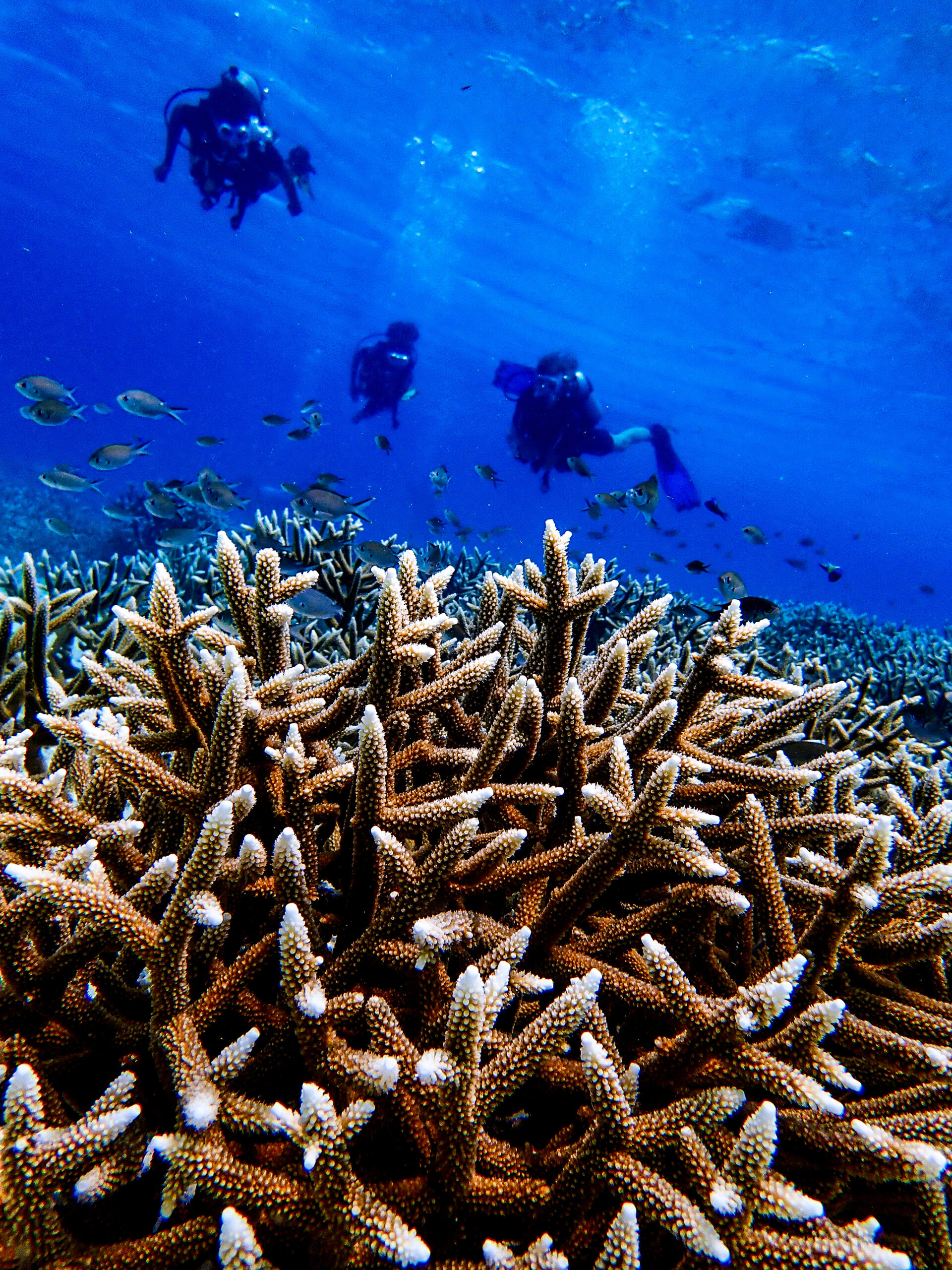 BRANCH Coral Foundation Nursery Visit in a group
