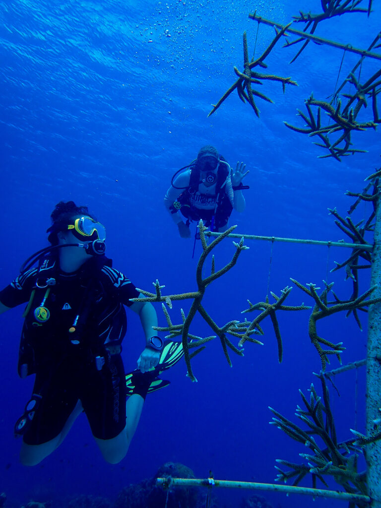 Divers visiting the BRANCH Coral Nursery